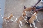 Help Feed, Rescue over 1000 cats and dogs, Ghana.