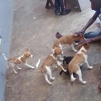 Help Feed, Rescue over 1000 cats and dogs, Ghana.