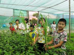 Working in the greenhouse