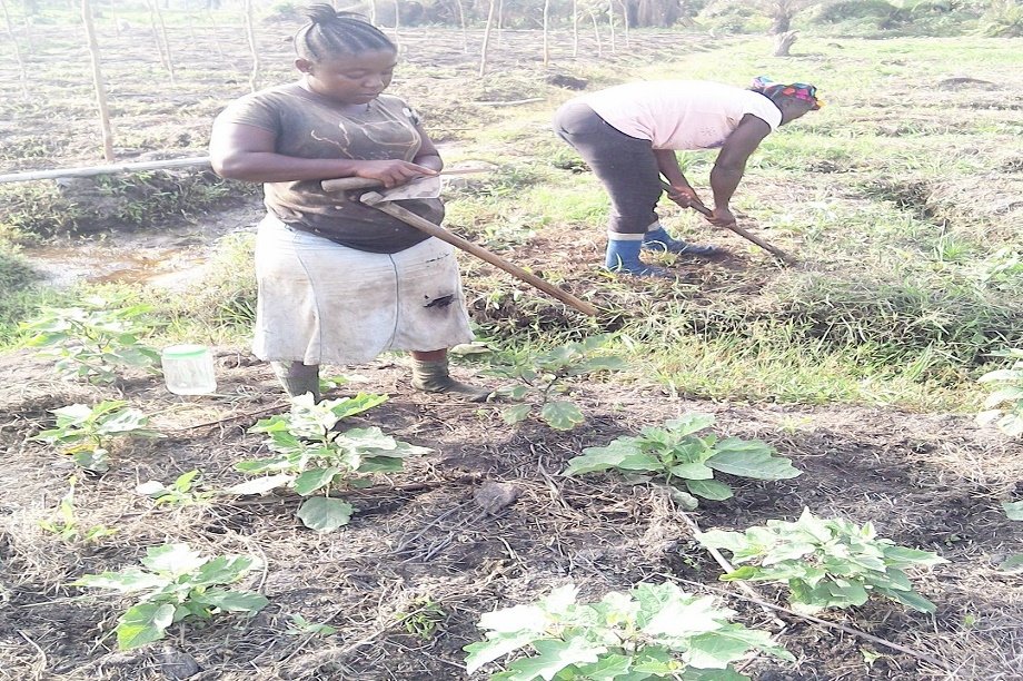 Seeds and skills to women farmers in Liberia
