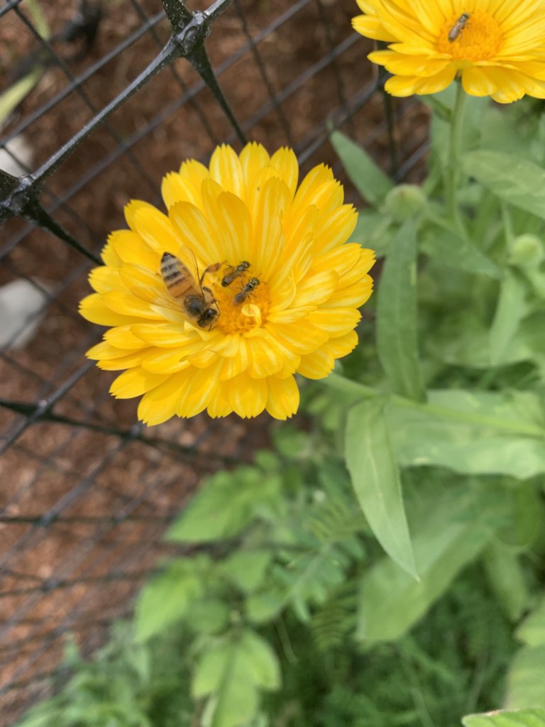 Our Bees and Native Bee Friends