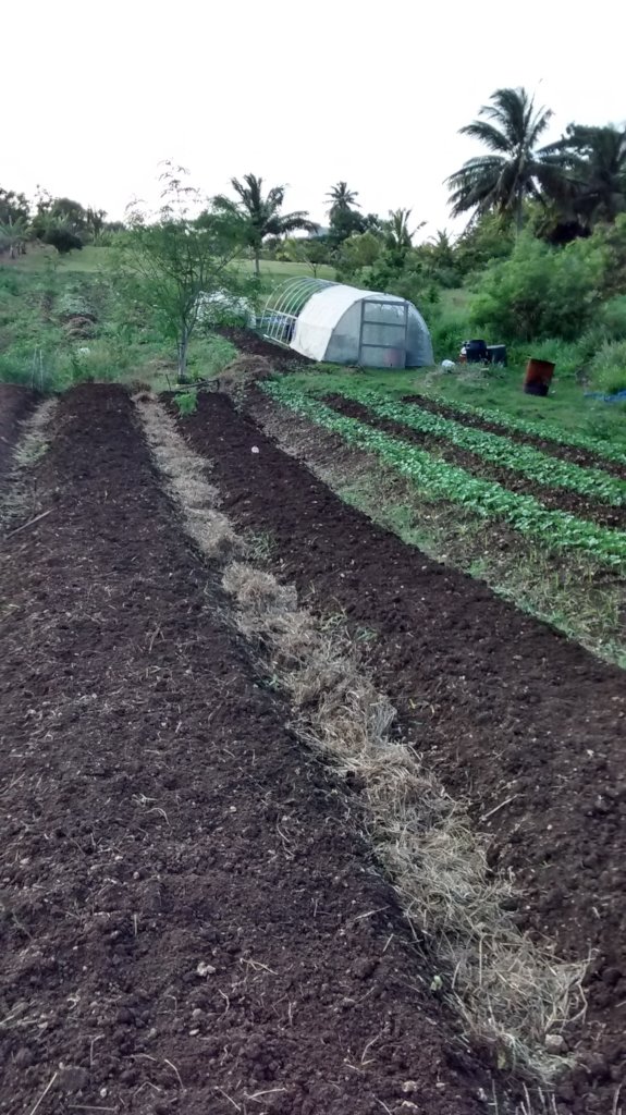 Training Barbados youth in farming and leadership