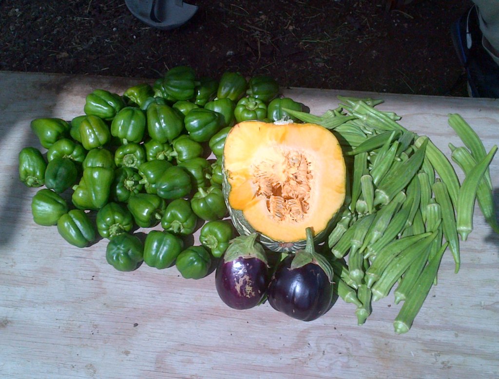 Training Barbados youth in farming and leadership