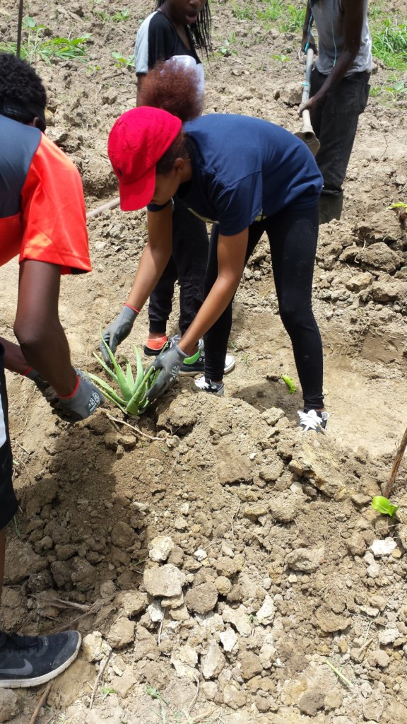 Training Barbados youth in farming and leadership
