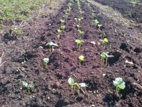 Beans in the ground at Upright Farm