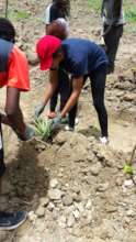N. Carolina exchange students planting aloes