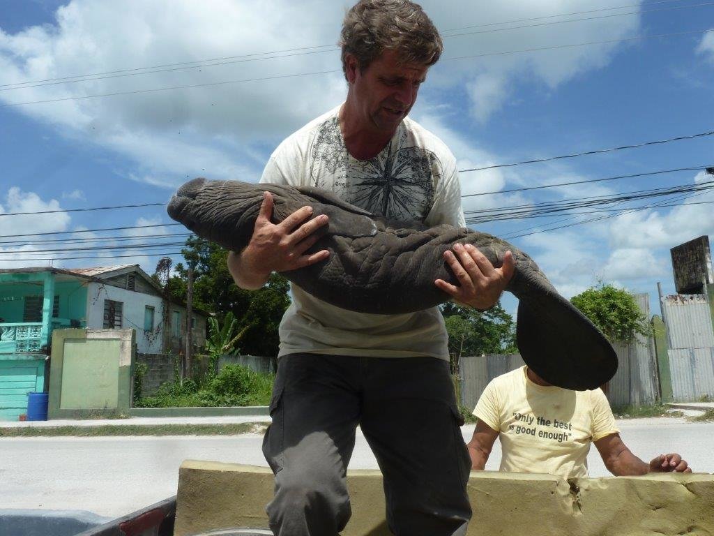 Back to the Wild for Belize's Endangered Manatees
