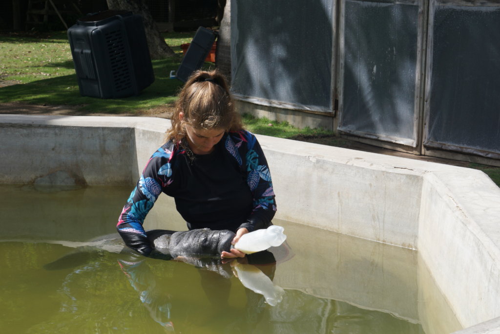 Back to the Wild for Belize's Endangered Manatees