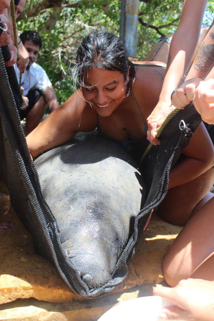 Back to the Wild for Belize's Endangered Manatees