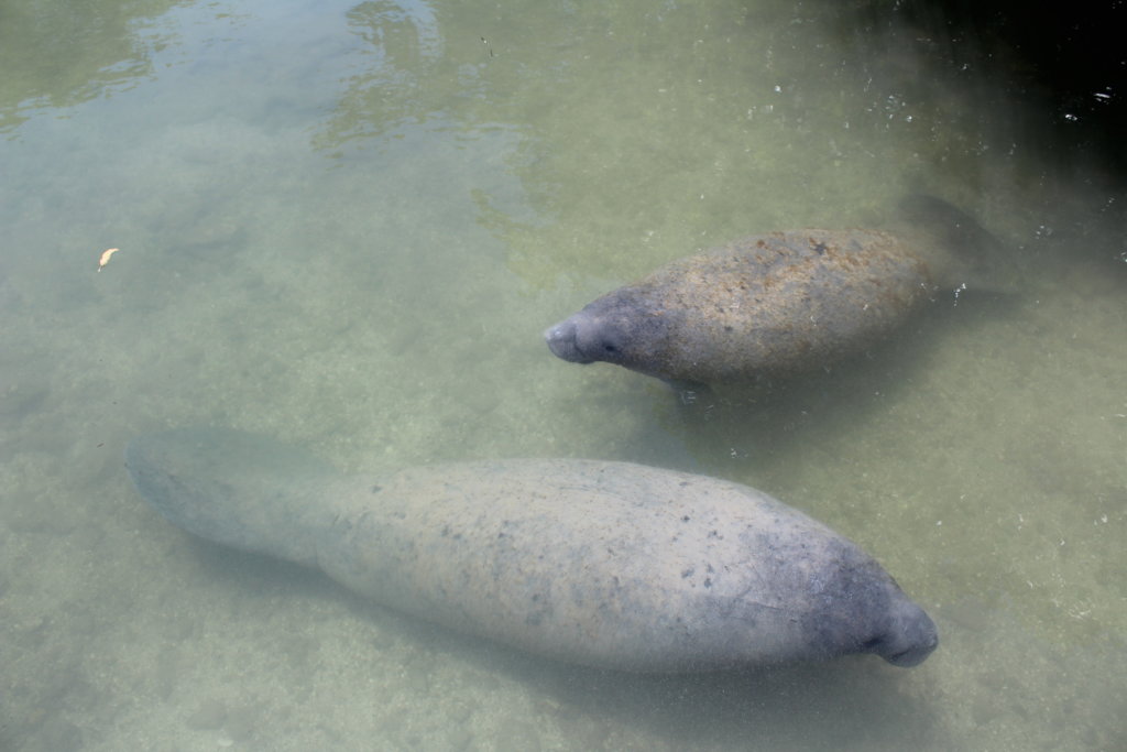 Back to the Wild for Belize's Endangered Manatees