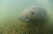 Back to the Wild for Belize's Endangered Manatees