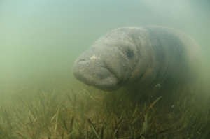 Back to the Wild for Belize's Endangered Manatees