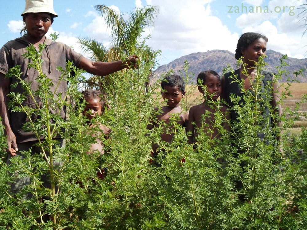 Artemisia with a family of farmers