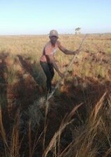 Benja working their new rice filed