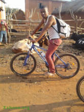 Bicyles with zebu cattle