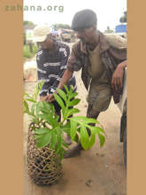 Breadfruit seedling on the way to the village