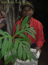 Breadfruit seedling at the nursery