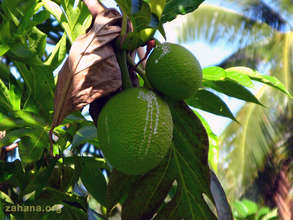 Breadfruit on the tree