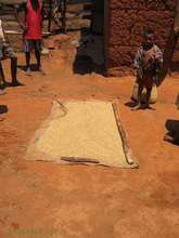 Drying rice after harvest in the village