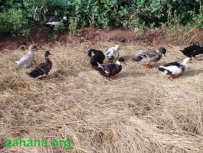 Breeding ducks for food and disease prevention