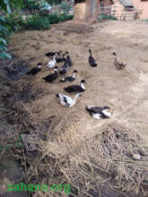 Ducks in the village