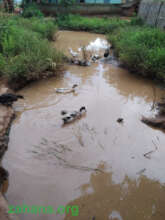 Ducks at work against Schistosomiasis