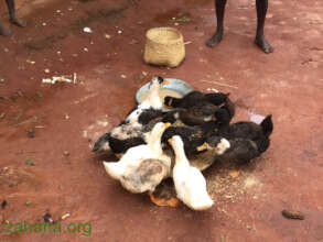 Feeding ducks - the latest microcredit stars