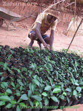 Zahana's master gardener