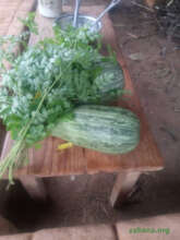 Vegetables grown in the village for FVS