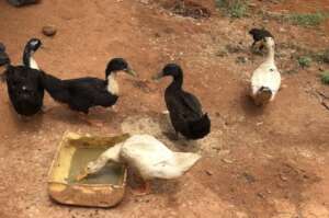 Ducks - microcredit in action