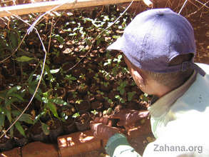 More trees for the future