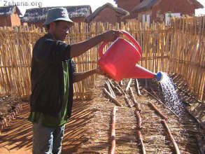 Growing tree seedlings