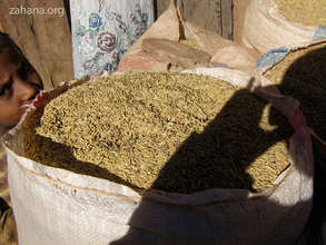 Harvested rice - hulls are the coatings of seeds