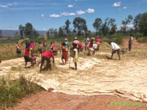 Parents and students harvesting 'their' rice