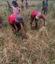 Harvesting "our" rice