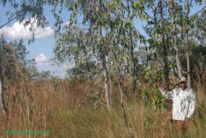 Jean's forest he planted and a community member