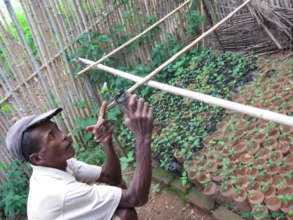 Jean with one of his many seedlings