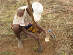 Jean planting a tree seedling