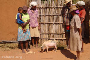 Taking piggy for a walk in the hood