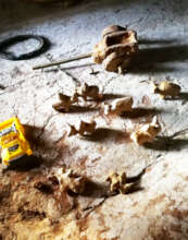 Dream of Manja may their boy have many zebus