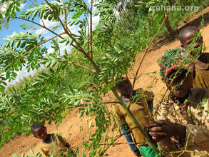 Moringa growing in the schoolyard