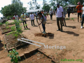 Moringa in the schoolyard Dec. 2018