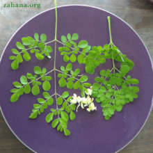 Moringa leaves and flowers
