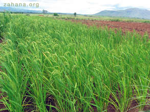 Rice harvest promises to be successful