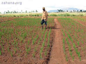 The your seedling of Nercia are sprouting well