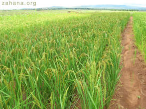 Rice harvest promises to be successful