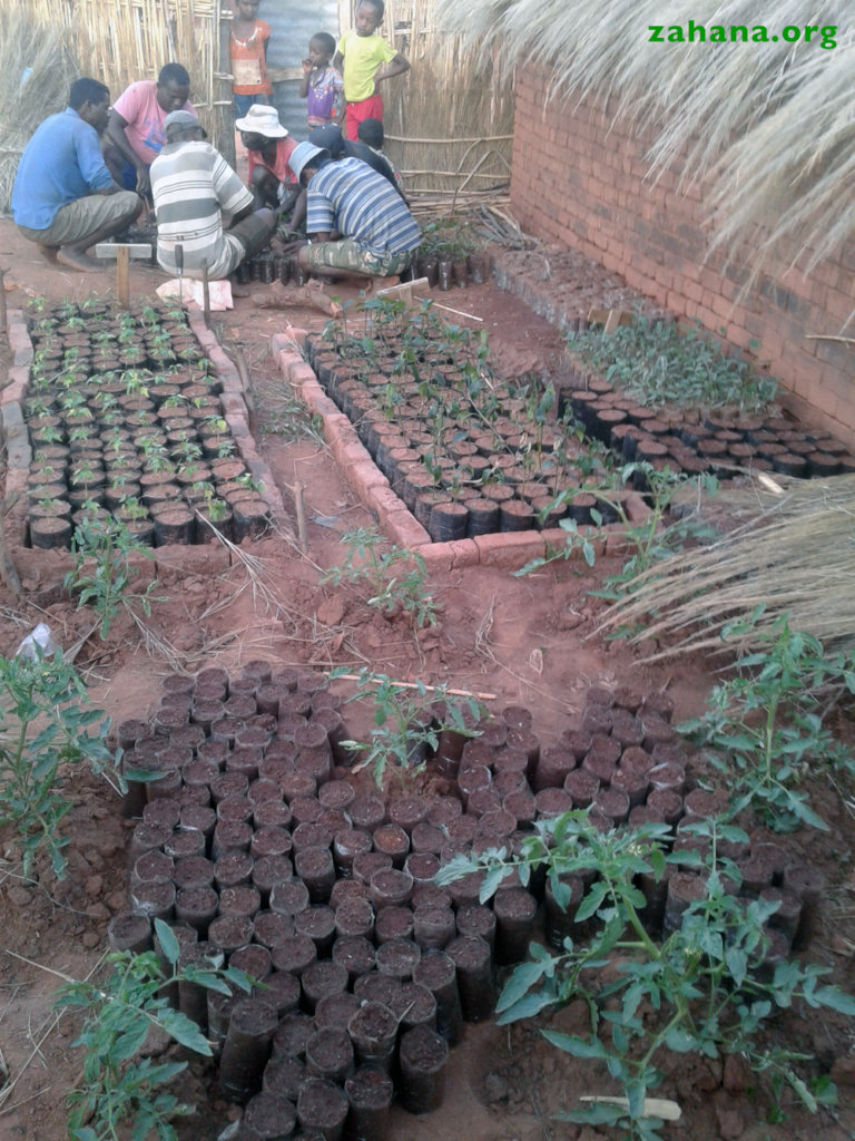 Growing seedlings is a community effort