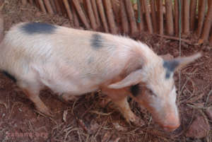 Close-up of piglets coming soon...