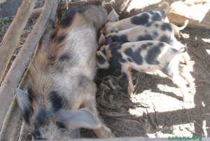 This is what piglet success looks like