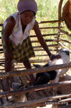 Tending to the pigs in her care